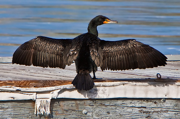 double-crested cormorant
