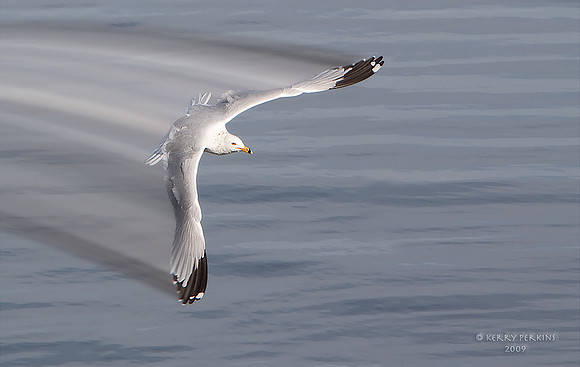 gullblur02