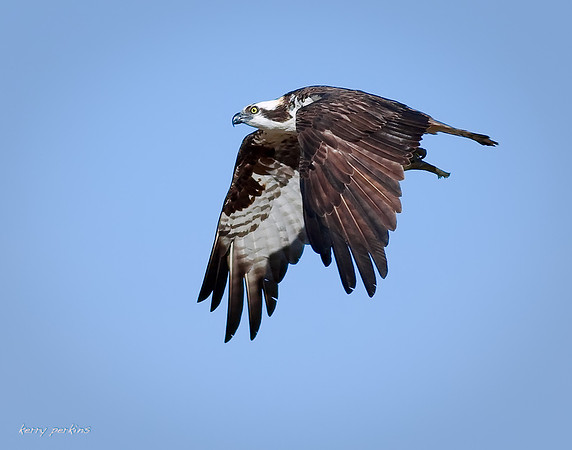 osprey with fish