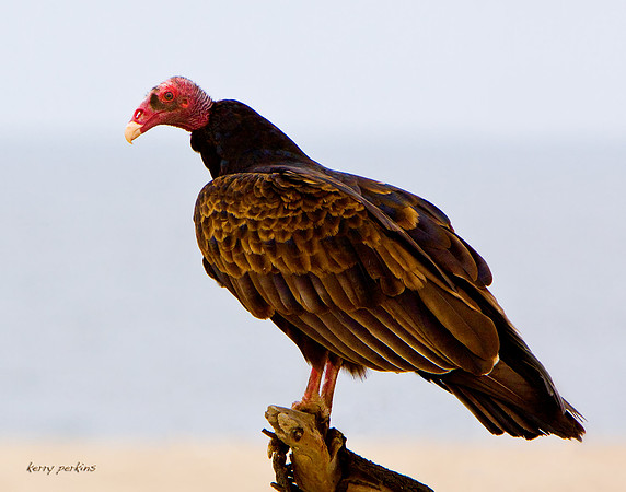 turkey vulture