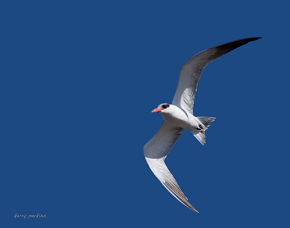 caspian tern